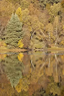 Trees reflecting in Loch Vaa, Cairngorms National Park, Scotland, UK, October 2012