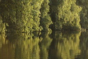 Trees on the river bank reflected in water, Danube Delta Scenery, Romania, May 2009