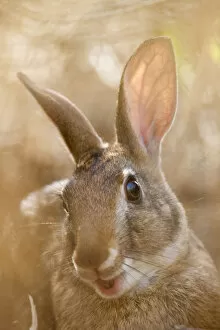 Tres Marias Rabbit (Sylvilagus graysoni). Maria Madre Island, Islas Marias Biosphere Reserve