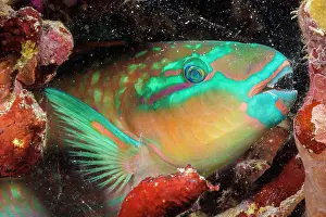 Scaridae Prints: Tri-colour parrotfish (Scarus tricolor)