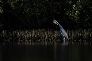 Grooming Prints: Tricolored heron (Egretta tricolor) preening among the aerial roots of Black mangroves (Avicennia germinans) at sunset