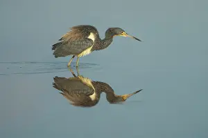 True Egret Prints: Tricolored heron (Egretta tricolor) wading through a tropical lagoon