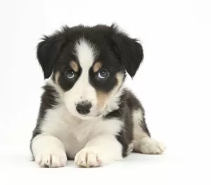 Young Animal Gallery: Tricolour Border Collie puppy