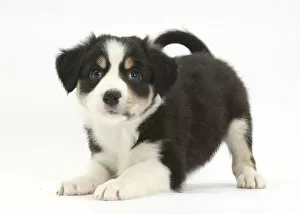 Tricolour Border Collie puppy in play-bow