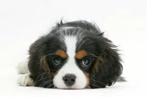 Young Animal Gallery: Tricolour Cavalier King Charles Spaniel puppy, lying with chin on floor