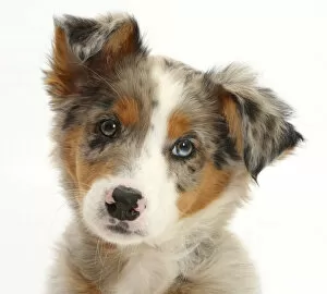 Images Dated 30th April 2015: Tricolour merle Collie puppy, Indie, age 10 weeks