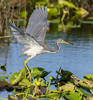 Tricoloured heron (Egretta tricolor) fishing by flying low over water, amongst Water lilies