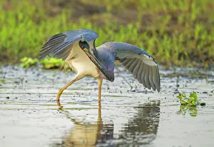 Florida Prints: Tricoloured heron (Egretta tricolor) fishing in shallow water