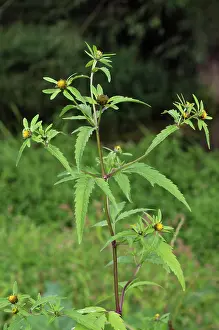 Surrey Prints: Trifid bur-marigold (Bidens tripartita) in flower in meander field near Foxbury Shaw