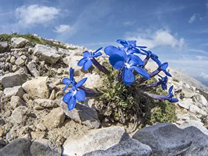 Triglav gentian (Gentiana terglouensis) Passo di Falzarego, near Cortina, Dolomites, Veneto, Italy Triglav gentian (Gentiana terglouensis) Passo di Falzarego, near Cortina, Dolomites, Veneto, Italy