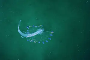 Tripodfish (Bathypterois grallator) larval stage, portrait, La Ventana, Baja California, Mexico, Pacific Ocean