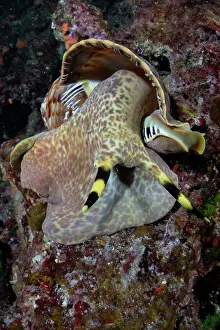 Croatia Prints: Triton shell (Charonia variegata) on a reef, Vis Island, Croatia, Adriatic Sea