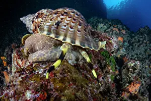 Croatia Prints: Triton shell (Charonia variegata) on a reef, Vis Island, Croatia, Adriatic Sea