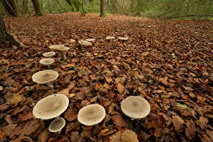 Sussex Prints: Trooping funnel (Infundibulicybe geotropa) growing in partial ring through fallen autumn leaves under Beech (Fagus sp)