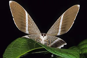 Images Dated 12th December 2011: Tropical Butterfly (Adepha) on a leaf with wings spread. Danum Valley, Sabah, Borneo