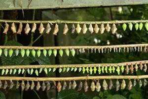 New Beginnings Prints: Tropical butterfly pupae hanging from bamboo canes awaiting emergence of adults