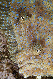 Flatfish Prints: Tropical Flounder (Bothus mancus), Socorro Island, Revillagigedo Archipelago Biosphere