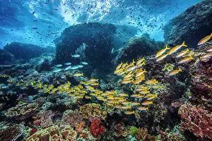 School Prints: A tropical Indo-Pacific reef scene with a mixed school of Bigeye snappers (Lutjanus lutjanus)