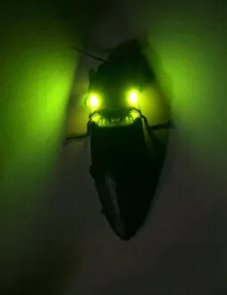 Images Dated 4th December 2006: Tropical luminous click beetle {Pyrophorus sp
