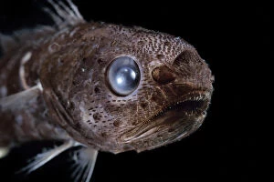 Tropical pelagic cod / Arrowtail (Melanonus zugmayeri) deep sea fish from Atlantic