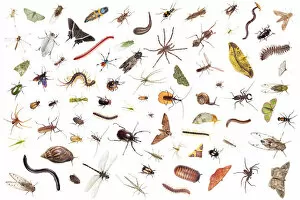 Alex Hyde Collection: Tropical rainforest invertebrates, Sabah, Borneo. Digital composite