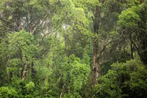Republic Of Madagascar Prints: Tropical rainforest during a rain storm, Masoala National Park, Madagascar. March, 2018