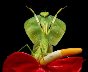 Lucas Bustamante Gallery: Tropical shield mantis (Choeradodis rhombicollis) in defensive position, on flower
