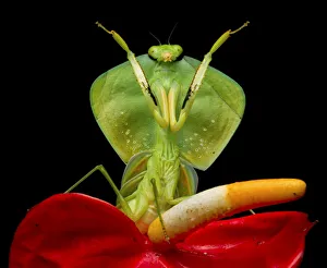 Tropical shield mantis (Choeradodis rhombicollis) in defensive position, on flower