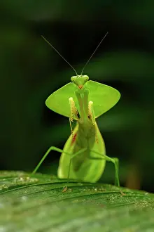Mantodea Prints: Tropical shield mantis (Choeradodis sp)