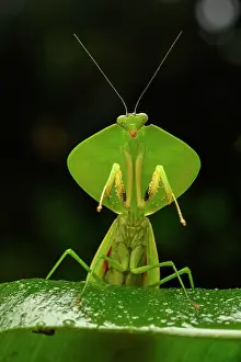 Tropical shield mantis (Choeradodis sp.) in defensive posture on leaf, Kapari cloud forest, Choco, Pacific slope, Ecuador
