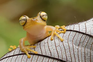 Hypsiboas Prints: Troschels tree frog / Calcar tree / Convict tree frog (Hypsiboas calcaratus) portrait