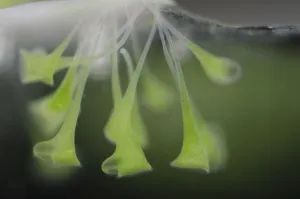 Uncatalogued Prints: Trumpet animalcules (Stentor polymorphus) with algal symbionts (Chlorella) Europe