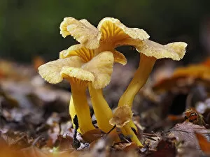 Agaricomycetes Gallery: Trumpet Chanterelle (Cantharellus tubaeformis) Group fruiting on woodland floor