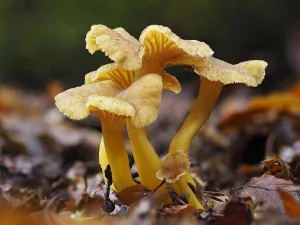 Trumpet Chanterelle (Cantharellus tubaeformis) Group fruiting on woodland floor