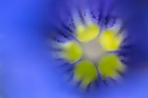 Blue Prints: Trumpet / Stemless Gentian flower (Gentiana acaulis) looking down the middle of the flower