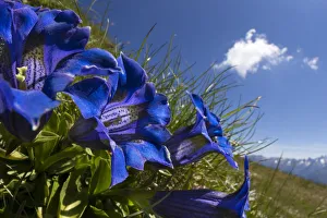 Trumpet / Stemless Gentian (Gentiana acaulis) Nordtirol, Austrian Alps. June