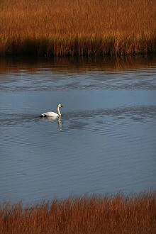 Migration Gallery: Trumpeter Swan (Cygnus buccinator) on water during migration through Denali mountainous