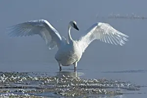 True Swan Prints: Trumpeter swan (Cygnus buccinator) spreading its wings in early morning fog on the Yellowstone River