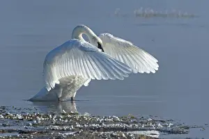 Trumpeter swan (Cygnus buccinator) taking off from the Yellowstone River, Yellowstone National Park, Wyoming, USA. September