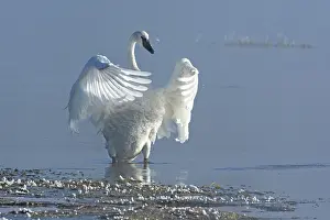 True Swan Prints: Trumpeter swan (Cygnus buccinator) taking off from the Yellowstone River