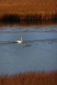 Tundra Prints: Trumpeter Swan (Cygnus buccinator) on water during migration through Denali mountainous