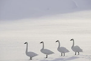 Cold Gallery: Trumpeter swans (Cygnus buccinator) on the edge of the Upper Yellowstone River. Hayden Valley