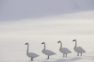Trumpeter swans (Cygnus buccinator) on the edge of the Upper Yellowstone River. Hayden Valley