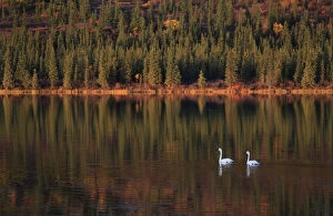 Migration Gallery: Trumpeter Swans (Cygnus buccinator) on lake, during migration through Denali mountainous