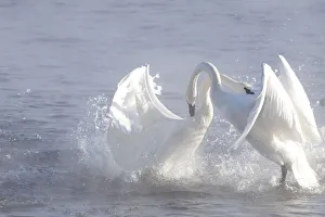 Trumpeter Swans (Cygnus buccinator) in winter morning mist, showing aggression during