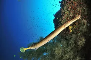 2019 July Highlights Gallery: Trumpetfish (Aulostomus chinensis) on the coral drop off, Sulu Sea, Philippines