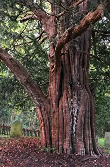 Cephalotaxus Brevifolia Prints: Trunk of Yew tree (Taxus baccata) in St
