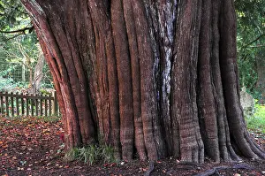 Gymnosperm Prints: Trunk of Yew tree (Taxus baccata) in St