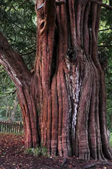 Gymnosperm Prints: Trunk of Yew tree (Taxus baccata) in St