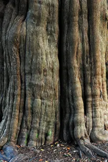 Gymnosperm Prints: Trunk of Yew tree (Taxus baccata) in St